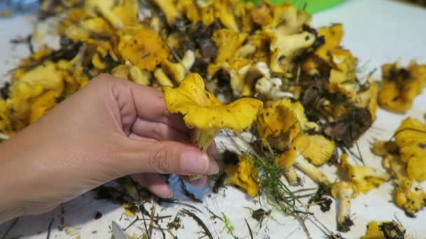 Mãos que mantêm o cogumelo de chanterelles dourado. alimentos sazonais — Vídeo de Stock