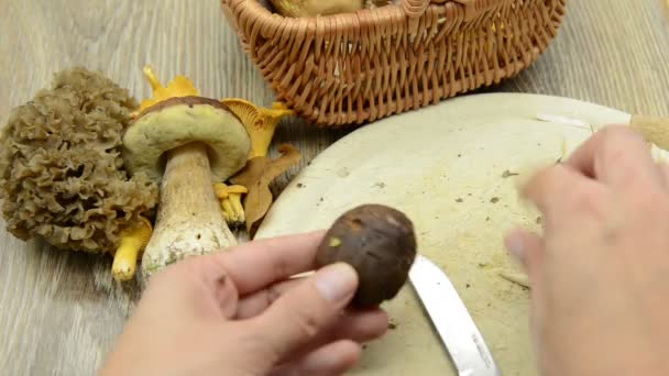 Cleaning bay bolete mushrooms on table. in background other edible mushrooms like golden chantelle and cauliflower mushroom. — Stock Video