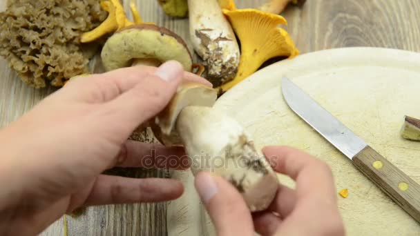 Cleaning penny bun (king bolete) mushroom and cutting in slices. raw food. on knife word rostfrei, engl. stainless — Stock Video