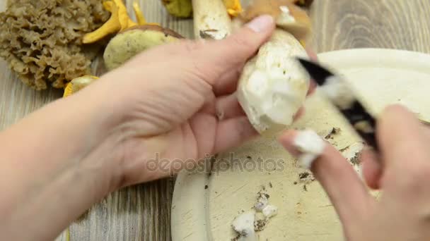 Cleaning penny bun (king bolete) mushroom and cutting in slices. raw food. on knife word rostfrei, engl. stainless — Stock Video