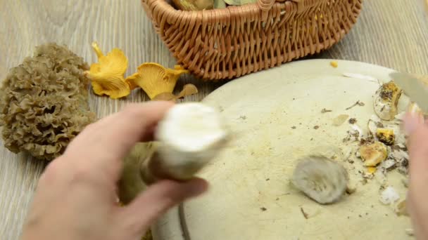 Cleaning Penny Bun King Bolete Mushroom Cutting Slices Raw Food — Stock Video