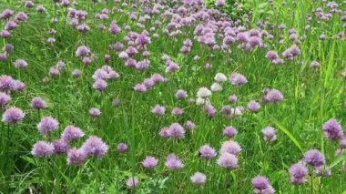 Frenk soğanı çayır çiçeği Elbe Nehri üzerinde. bumble arılar etrafında uçan. (Almanya)