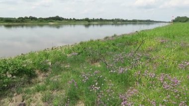 Frenk soğanı çayır çiçeği Elbe Nehri üzerinde. bumble arılar etrafında uçan. (Almanya)