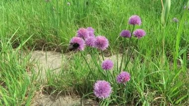 Frenk soğanı çayır çiçeği Elbe Nehri üzerinde. bumble arılar etrafında uçan. (Almanya)