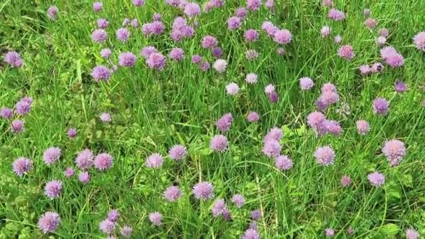 Gräslök äng blossom på floden Elbe. Humlor flyger runt. (Tyskland) — Stockvideo