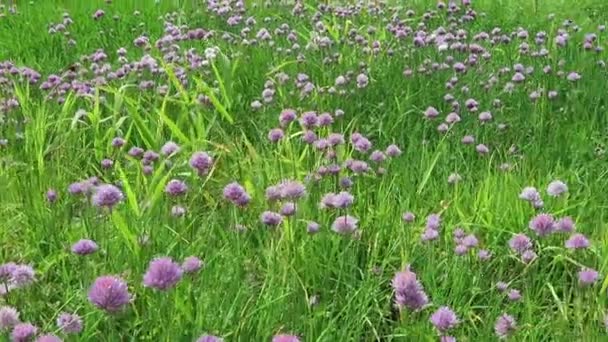 El prado de Chives florece en el río Elba. abejorros volando alrededor. (Alemania) ) — Vídeo de stock