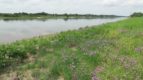 Chives meadow blossom on Elbe river. bumble bees flying around. (Germany) — Stock Video