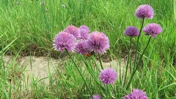 Chives meadow blossom on Elbe river. bumble bees flying around. (Germany) — Stock Video