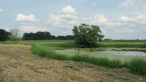 Pond on Elbe river meadow in summer time (Germany). Saxony-Anhalt — Stock Video