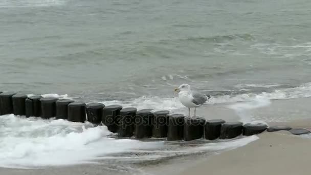 Gran gaviota de respaldo negro (Larus marinus) en la playa de mar báltico. tiempo tormentoso . — Vídeo de stock