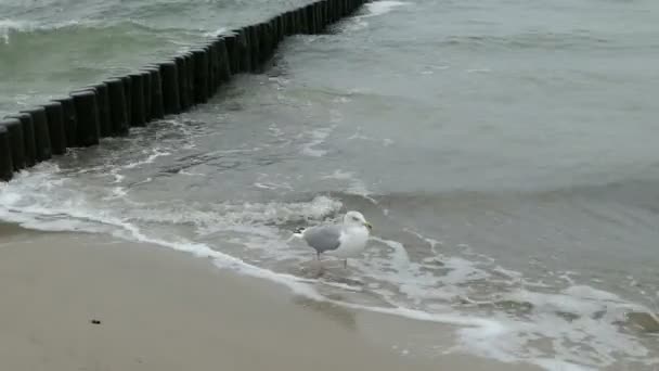 Gran gaviota de respaldo negro (Larus marinus) en la playa de mar báltico. tiempo tormentoso . — Vídeos de Stock