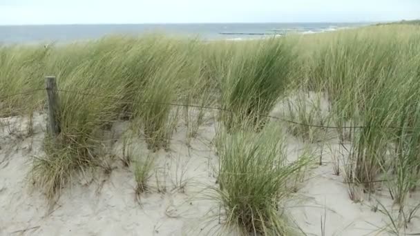 Caña en la playa del mar Báltico en Graal-Mueritz (Alemania). Viento pasando por la hierba de caña . — Vídeo de stock