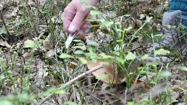 Kommer för svampodling i skogen. samla in penny bun champinjoner. skörda dem med en kniv — Stockvideo