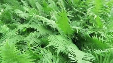  Kartal fern rüzgarda. Bahar.