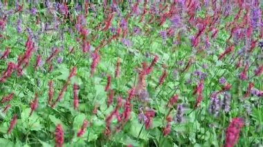 Kırmızı bistort (Persicaria amplexicaulis) Rüzgar çayır.