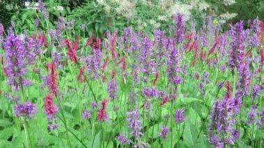 Kırmızı bistort (Persicaria amplexicaulis) Rüzgar çayır.