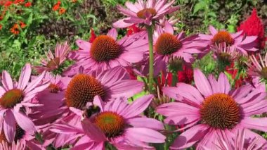 Mor coneflower (Echinacea purpurea) ve Bahçe bumble bee.