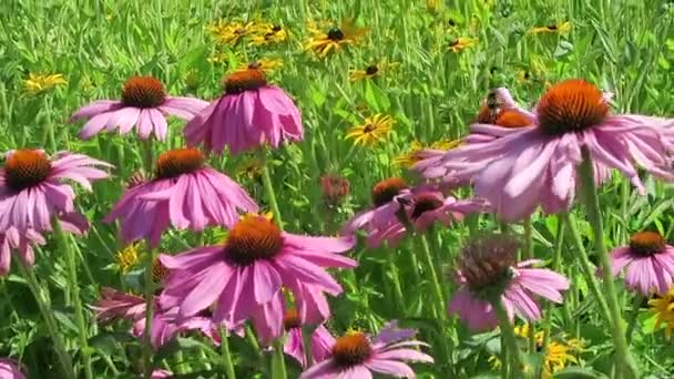 Flor de conejo púrpura (Echinacea purpurea) y abejorros en el jardín . — Vídeo de stock