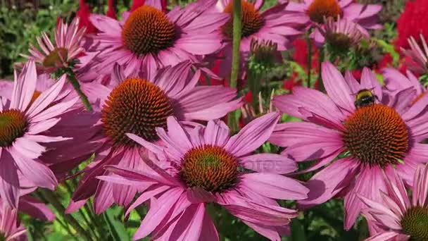 Flor de conejo púrpura (Echinacea purpurea) y abejorros en el jardín . — Vídeos de Stock