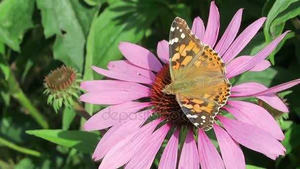 Geverfde Dame (Vanessa cardui) vlinder op paars zonnehoed (Echinacea purpurea) in tuin. — Stockvideo