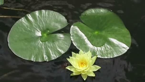 Yellow Water lily in a pond. summer. — Stock Video