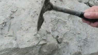 toplama fosilleşmiş deniz kestanesi. fosil tebeşir kaya çekiç.