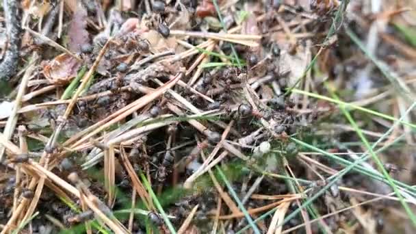 红木蚂蚁 (蚁蚁) 建造一个新的巢。运送鸡蛋和针头. — 图库视频影像