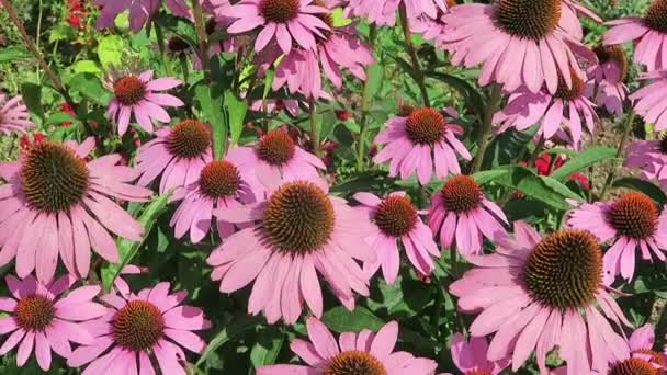 Paarse zonnehoed (Echinacea purpurea) in tuin. — Stockvideo