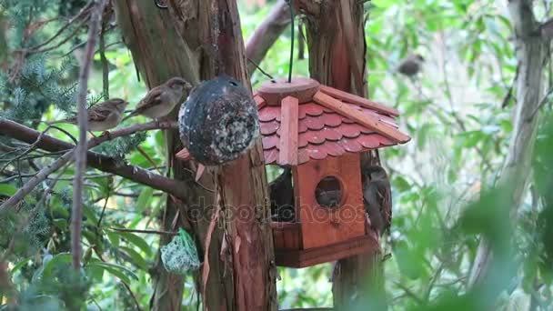 Sparrows Bird Feeder House Looking Food Winter Time — Stock Video