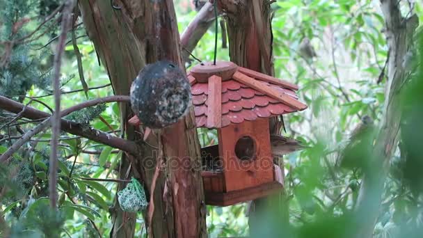 Горобці Годівниці Птахів Шукають Їжу Зимовий Час — стокове відео