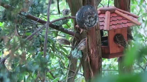 Gorriones Una Casa Alimentación Aves Busca Comida Tiempo Invierno — Vídeo de stock