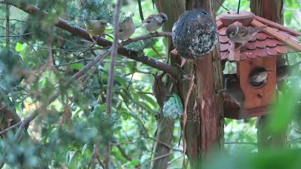 Σπουργίτια Και Πράσινο Finch Ένα Σπίτι Τροφοδότη Πουλιών Που Ψάχνει — Αρχείο Βίντεο
