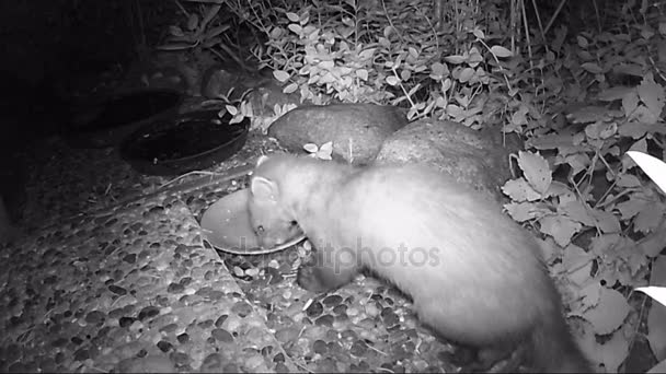 Buchenmarder Martes Foina Füttert Katzenfutterschale Der Nacht — Stockvideo