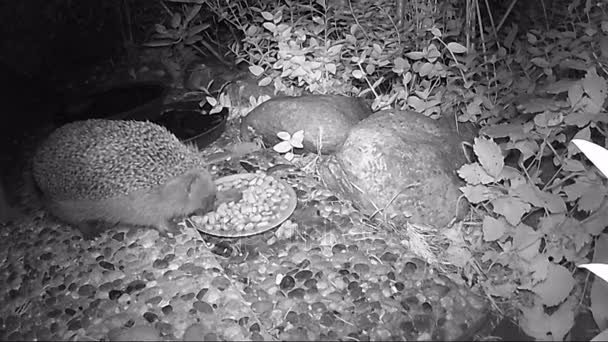欧洲刺猬 晚上在花园里喂猫食碗 — 图库视频影像