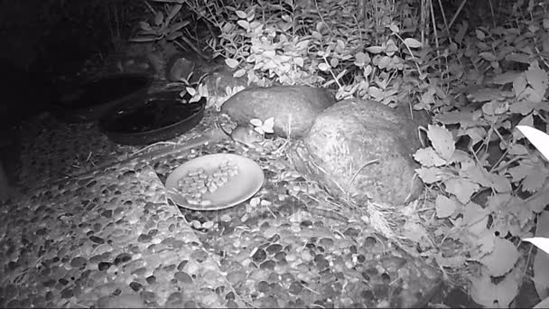 Casa Mouse Correndo Torno Jardim Procura Comida — Vídeo de Stock