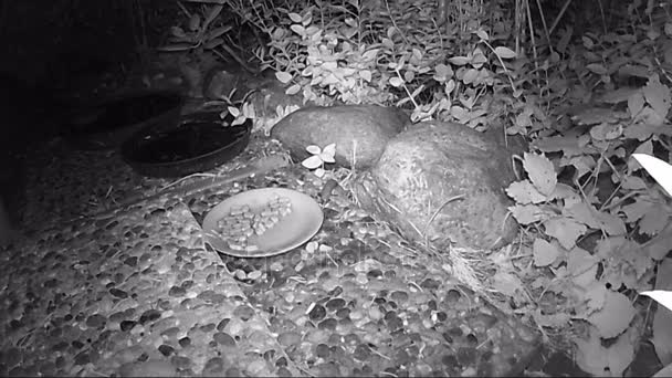 Huismuis Rennen Tuin Zoek Naar Voedsel — Stockvideo