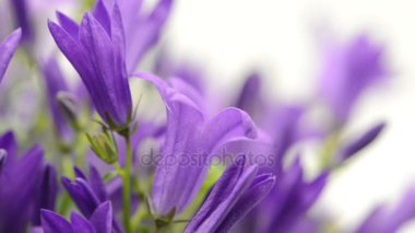 raf odak mavi bellflowers (Campanula poscharskyana).