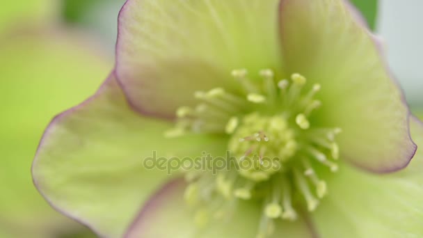 Макрос Рожевих Головок Квітки Hellebore Helleborus Niger Стійка Фокус — стокове відео