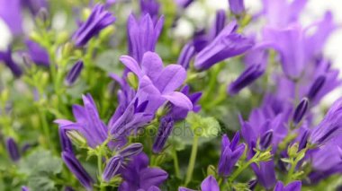 raf odak mavi bellflowers (Campanula poscharskyana).
