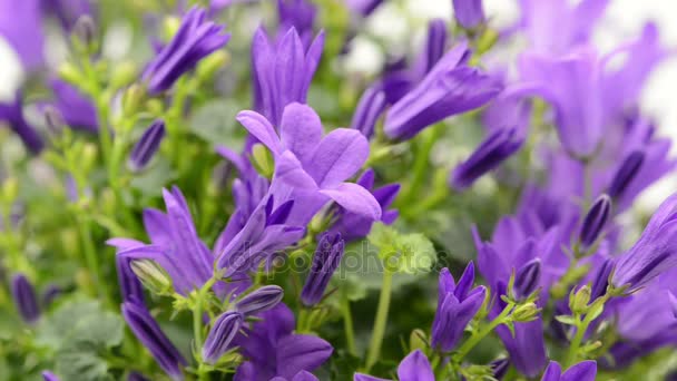 在机架焦点上的蓝色 Bellflowers Poscharskyana — 图库视频影像