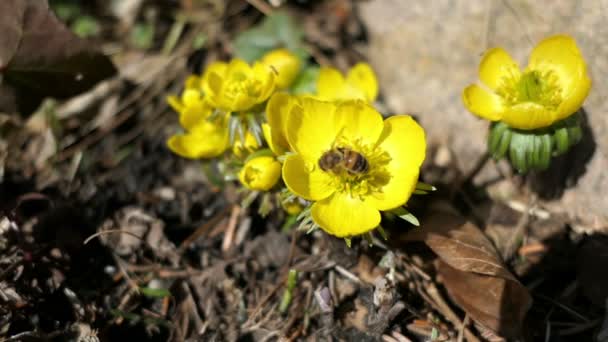 冬のトリカブト Eranthis Hyemalis の花にミツバチ — ストック動画