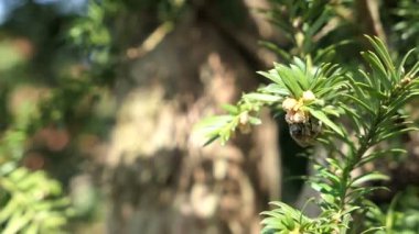 Bal arısı erkek Avrupa porsuk (porsuk (bitki) baccata pollen arıyorsunuz).