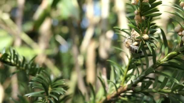 Ape Miele Alla Ricerca Polline Tasso Europeo Maschio Taxus Baccata — Video Stock