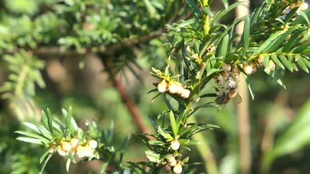 Abeja Melífera Busca Polen Tejo Europeo Masculino Taxus Baccata — Vídeos de Stock