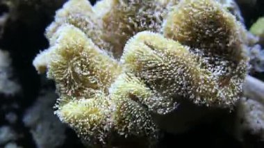 anemon çiçeği Mercan Denizi bir akvaryum.