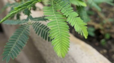 parmaklarıyla dokununca kapanış Mimosa pudica yaprakları dokunmadan