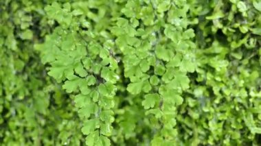 fern büyüme (spleenwort ile bir duvara atılan su).