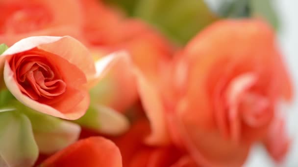 Närbild Orange Begonia Blomma Huvuden Studio Rack Fokus — Stockvideo