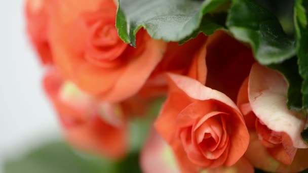 Close Van Oranje Begonia Bloemhoofden Studio Rek Focus — Stockvideo