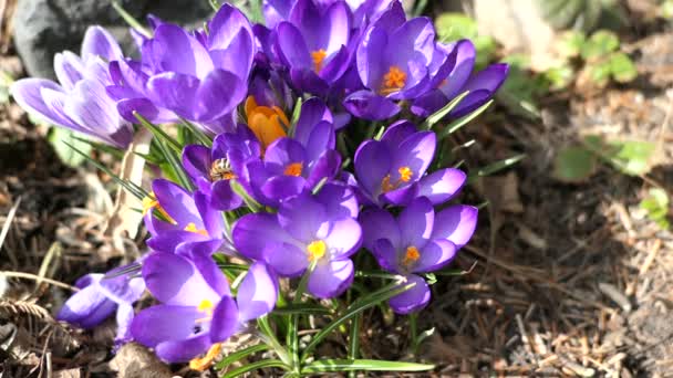 Honigbiene Fliegt Auf Krokusblume Herum — Stockvideo